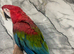 Beautiful Stunning Tame Talking Greenwing Macaw Parrot