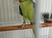 Split blue mutation alexandrine will have blue chicks