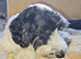 Black and white partie cockapoo for stud