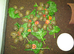 Baby Hermann Tortoises for sale