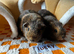 Bonded female guinea pigs x2