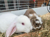 REDUCED!!! Purebred french lops