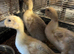 Off heat Welsh Harlequin Ducklings