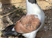 4 young mondena pigeons