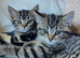 Kittens.