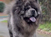 Frenchy/chow