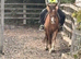Registered new Forrest gelding