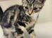 Kitten female tabby’s