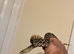 Bull snake