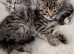 Bengal cross kittens ready now