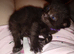 7 gorgeous kittens