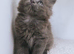 Blue Maine coon kittens - DNA health tested parents