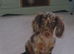 Miniature longhair female