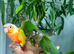 Baby green check conure tame