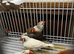 Young Zebra Finches
