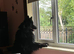 Solid Black German Shepherd Male (Long Coat)
