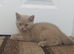 Chocolate and lilac boys british shorthair