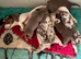 Females and males miniature dachshunds
