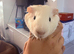 2 male Guinea pigs