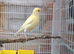 2 well bred raza canerys this year's birds