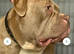 Loving lovely mastiff girl for ad sale