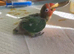 2 x Baby Lovebirds