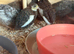 Button Quail