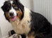 Aussiedoodle F1 Health Tested Parents