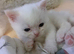 Adorable half persian sisters for sale