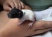 6 week baby rats available