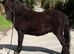 Registered mini gelding
