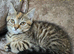 2 Brown tabby females left British blue shorthairs crossed