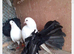 BLACK TAIL MARKED FANTAIL PIGEONS DOVES