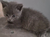 British Shorthair x Domestic Shorthair