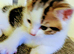 2 kittens looking for forever home