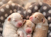Adorable Hybrid Puppies &ndash; Cockapoo x Bichon Frise Mix
