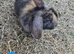 Angora X Mini Lop Bunnies