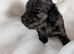 Stunning brindle girl