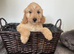 PRA clear miniature show type cockapoo puppies
