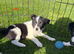Border collie puppies