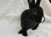 Dwarf vm Rex