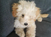 Cockapoo