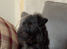 Patterdale x lakeland