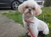 Shih Tzu girl