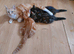 15 week old kitten tortoise shell female