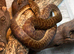 Childrens Python at Birmingham Reptiles