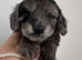 doxiepoo pups 1x female 4x male
