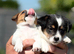 I Jack russell puppies