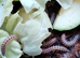 Antheromorpha uncinata pink flatback millipedes juveniles Captive bred