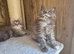 Beautiful Maine Coon Kittens